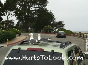 Photo of Squatting Seagulls Avoid Police